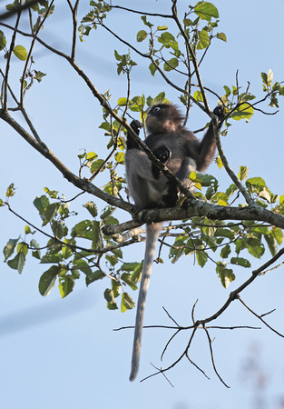 2023 11 03 Dusky Leaf Monkey Kaeng Krachan Reserve Thailand B81A9252