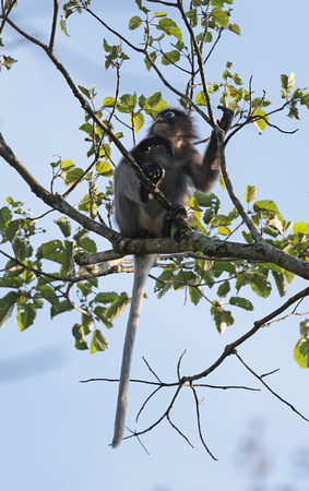 2023 11 03 Dusky Leaf Monkey Kaeng Krachan Reserve Thailand B81A9266