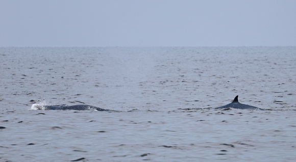 2023 11 04 Bryde's Whale Gulf of Thailand out of Moo Ban Pramong Thailand B81A9857