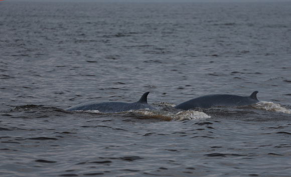 2023 11 04 Bryde's Whale Gulf of Thailand out of Moo Ban Pramong Thailand B81A9986