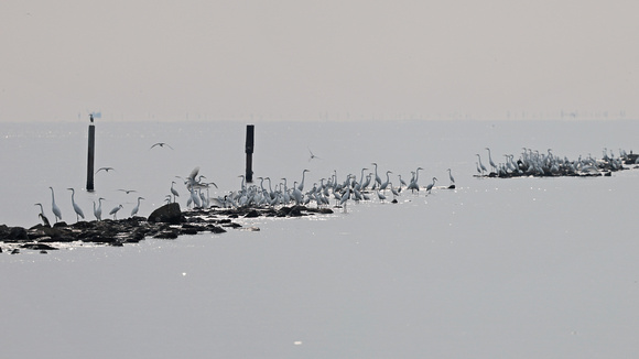 2023 11 04 Gathering of Egrets Gulf of Thailand out of Moo Ban Pramong Thailand B81A1324