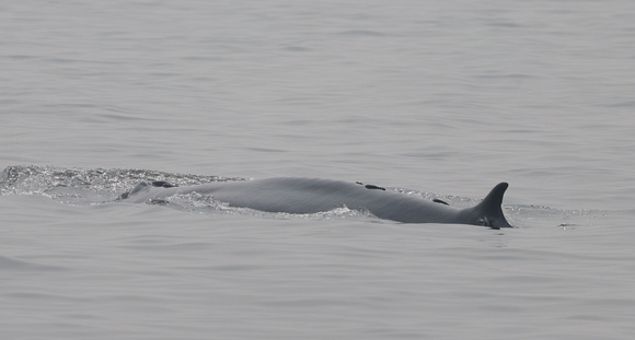 2023 11 05 Bryde's Whale Gulf of Thailand out of Moo Ban Pramong Thailand B81A2484