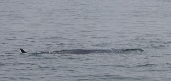 2023 11 05 Bryde's Whale Gulf of Thailand out of Moo Ban Pramong Thailand B81A2613
