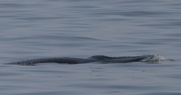 2023 11 05 Bryde's Whale Gulf of Thailand out of Moo Ban Pramong Thailand B81A3437