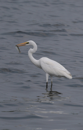 2023 11 05 Eastern Great White Egret Gulf of Thailand out of Moo Ban Pramong Thailand B81A3772