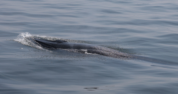 2023 11 05 Bryde's Whale Gulf of Thailand out of Moo Ban Pramong Thailand B81A3544