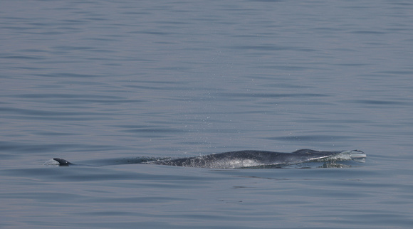 2023 11 05 Bryde's Whale Gulf of Thailand out of Moo Ban Pramong Thailand B81A3595