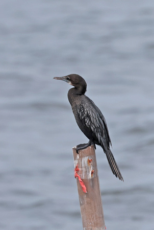 2023 11 05 Indian Cormorant Gulf of Thailand out of Moo Ban Pramong Thailand B81A3685