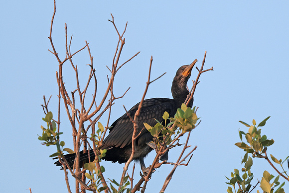 2023 11 05 Indian Cormorant Moo Ban Pramong Thailand B81A1328