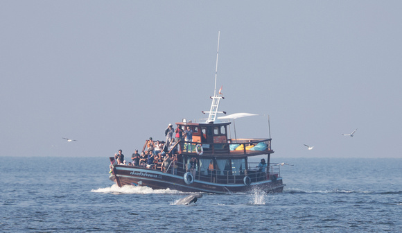 2023 11 05 Irrawaddy Dolphin Gulf of Thailand out of Moo Ban Pramong Thailand B81A1493