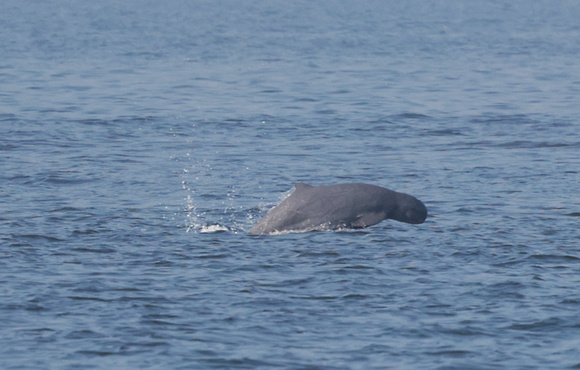 2023 11 05 Irrawaddy Dolphin Gulf of Thailand out of Moo Ban Pramong Thailand B81A1535