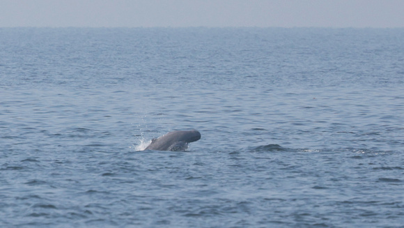 2023 11 05 Irrawaddy Dolphin Gulf of Thailand out of Moo Ban Pramong Thailand B81A1639