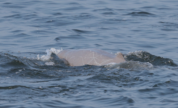 2023 11 05 Irrawaddy Dolphin Gulf of Thailand out of Moo Ban Pramong Thailand B81A1831