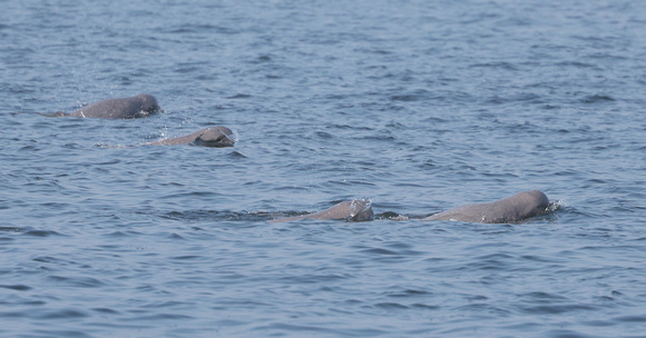 2023 11 05 Irrawaddy Dolphin Gulf of Thailand out of Moo Ban Pramong Thailand B81A1769