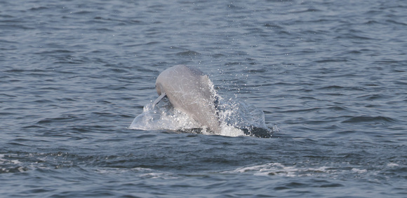 2023 11 05 Irrawaddy Dolphin Gulf of Thailand out of Moo Ban Pramong Thailand B81A1972