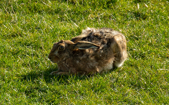 2019 04 11 Brown Hare Amulree Perth and Kinross Scotland_Z5A2496