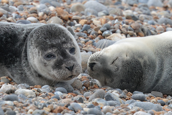 2024 06 23 Common Seal East Bank Cley Norfolk_81A4531