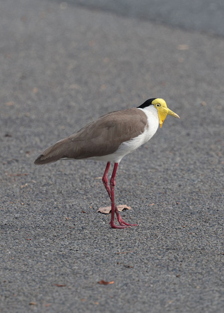 2023 11 08 Masked Lapwing Cairns Queensland Australia B81A5308