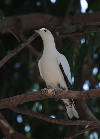 2023 11 08 Torresian Imperial Pigeon Cairns Queensland Australia B81A5387
