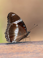 2023 11 10 Great Eggfly Centenary Lakes Cairns Queensland Australia B81A8669