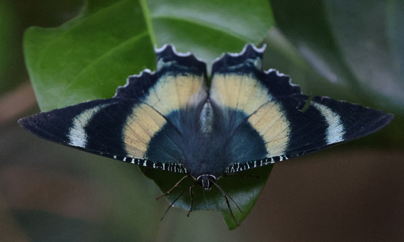 2023 11 10 Zodiac Moth Botanical Gardens Cairns Queensland Australia B81A8357
