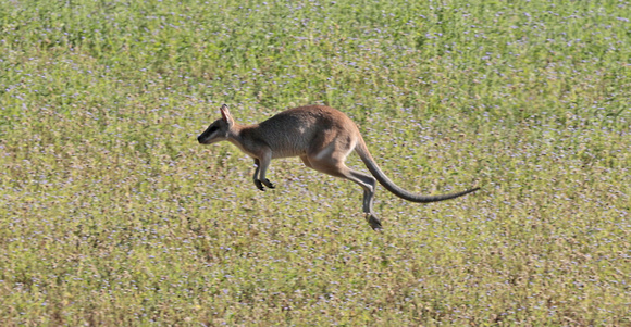 2023 11 11 Agile Wallaby East of Route North of Smithfield Queensland Australia B81A9646