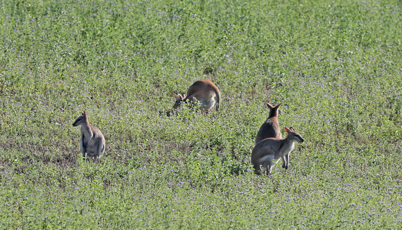 2023 11 11 Agile Wallaby East of Route North of Smithfield Queensland Australia B81A9629