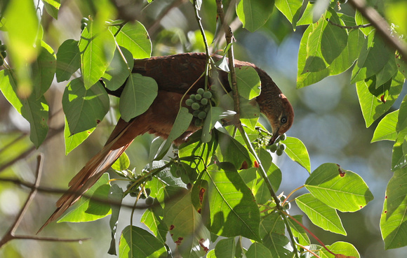 2023 11 12 Brown Cuckoo Dove Hasties Swamp Queensland Australia B81A1529