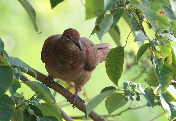 2023 11 12 Brown Cuckoo Dove Hasties Swamp Queensland Australia B81A1673