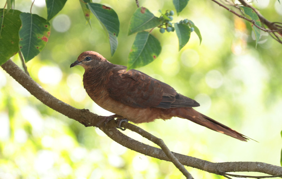 2023 11 12 Brown Cuckoo Dove Hasties Swamp Queensland Australia B81A1703