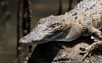 2023 11 14 Saltwater Crocodile Daintree Queensland Australia B81A5147