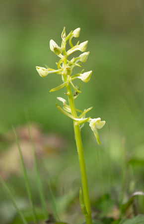 2019 05 25 Greater Butterfly Orchid Dancers End Buckinghamshire_Z5A5601