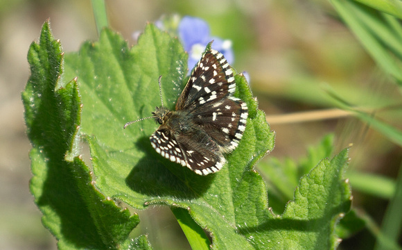 2019 05 25 Grizzled Skipper Dunstable Down Heartfordshire_Z5A5551