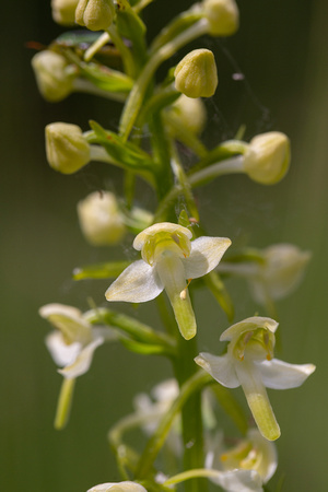 2019 06 03 Greater Butterfly Orchid Chambers Farm Wood Market Rasen Lincs_Z5A6269
