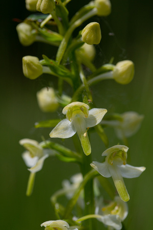 2019 06 03 Greater Butterfly Orchid Chambers Farm Wood Market Rasen Lincs_Z5A6272