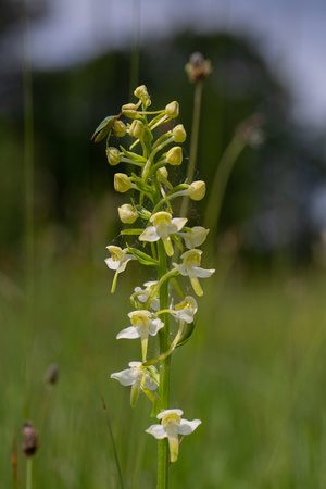 2019 06 03 Greater Butterfly Orchid Chambers Farm Wood Market Rasen Lincs_Z5A6292
