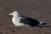 2024 12 29 Great Black Backed Gull Holme Norfolk_81A6048