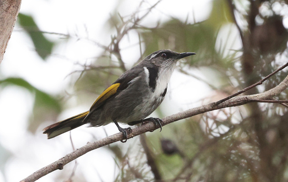2023 11 20 Crescent Honeyeater Lilly Pilly Gorge Wilsons Promontory Victoria Australia B81A1901