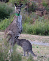 2023 11 20 Eastern Grey Kangeroo Prom Wildlife Walk Wilsons Promontory Victoria Australia B81A3437