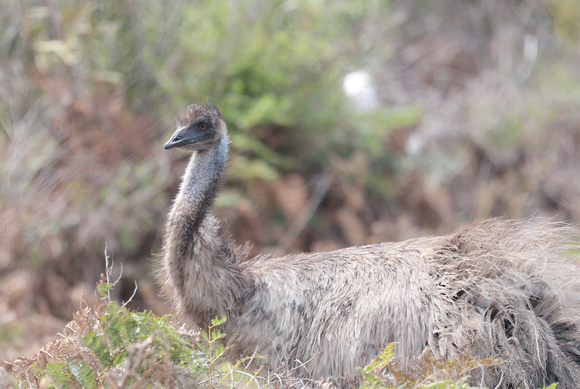 2023 11 20 Emu Prom Wildlife Walk Wilsons Promontory Victoria Australia B81A2651