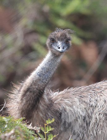 2023 11 20 Emu Prom Wildlife Walk Wilsons Promontory Victoria Australia B81A2656