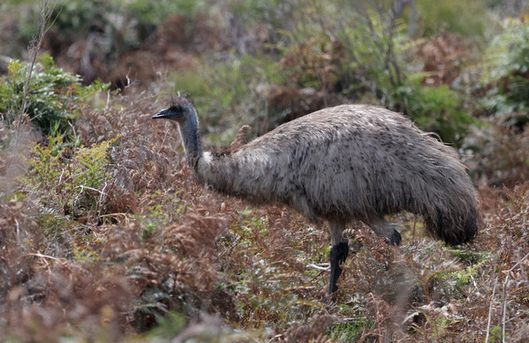 2023 11 20 Emu Prom Wildlife Walk Wilsons Promontory Victoria Australia B81A2727