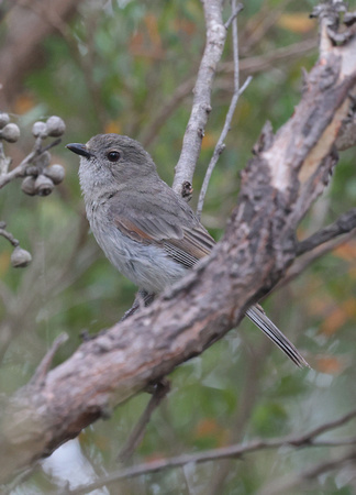 2023 11 20 Golden Whistler Lilly Pilly Gorge Wilsons Promontory Victoria Australia B81A1752