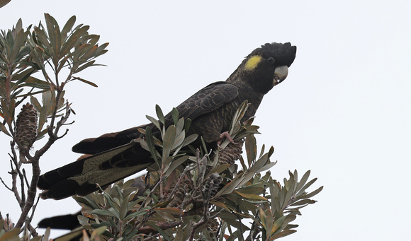 2023 11 20 Yellow Tailed Black Cockatoo Tidal River Campground Wilsons Promontory Victoria Australia B81A2458