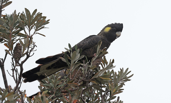 2023 11 20 Yellow Tailed Black Cockatoo Tidal River Campground Wilsons Promontory Victoria Australia B81A2484
