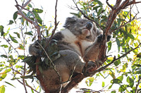 2023 11 21 Koala Cornerstone Yanakie Victoria Australia B81A4893