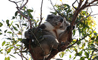 2023 11 21 Koala Cornerstone Yanakie Victoria Australia B81A4896