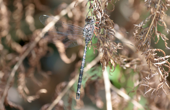 2023 11 23 Multispotted Darner Lilly Pilly Gully Wilsons Promontory Victoria Australia B81A6670