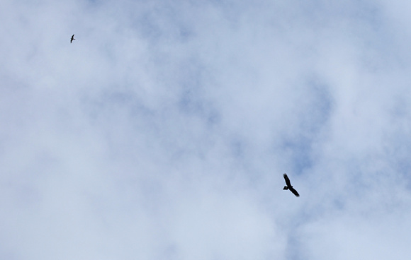 2023 11 23 Wedge Tailed Eagle (+Australian Hobby) Lilly Pilly Gully Wilsons Promontory Victoria Australia B81A6797