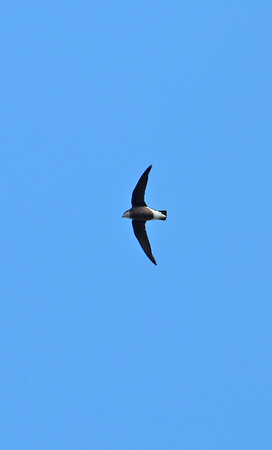 2023 11 23 White Throated Needletail Millers Landing Wilsons Promontory Victoria Australia B81A6296